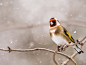 Chris  Froome在 500px 上的照片Goldfinch in snowfall