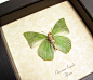 Charaxes eupale verso Real framed African Green Leaf Mimic Butterfly