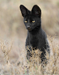 超极罕见的黑色薮猫，浑身散发着霸总之气，连后脑勺都帅的一匹！但在遇到心仪对象时，酷哥也会变成小可爱~ ​​​​