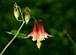 File:Aquilegia formosa 1.jpg维基百科【图为美丽耧斗菜。】美丽耧斗菜是一种常见的吸引人的野花，原生于北美洲西部，从阿拉斯加到下加利福尼亚州，并向东至蒙大拿州和怀俄明州。美丽耧斗菜植株高度20-80厘米，平均约60厘米。花期由于地区差异从4月至8月，约5厘米长，颜色为红色和黄色。红色或橙色外展部分为花萼片，黄色的内侧部分是真正的花瓣。花可食，甜味，种子误食可致命。
