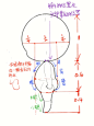 Q版本二头身比例图解（正面侧面）