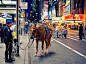 New York City - The Police Horse | Flickr - 相片分享！