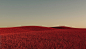 "Red grass meadow" by Stocksy Contributor "Javier Pardina"