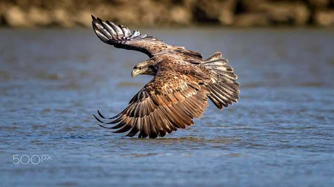 Wet Feathers by Eric...