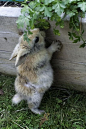 Cute Bunny | Cutest Paw