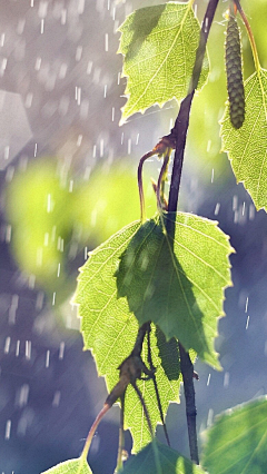 合群😊采集到雨天