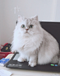 猫对电脑是不是有种奇怪的执念´_>`