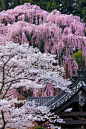 Sakura of Fukuju Temple