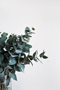 L’Eucalyptus – Notre green touch’ de l’Hiver » Love this stuff, aussie! aussie! .. .. ..