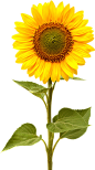 向日葵免抠png元素太阳花素材图片背景图