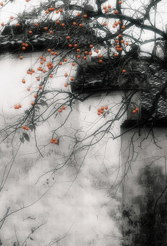 秋枝俏，安徽黟县塔川。(544×800)