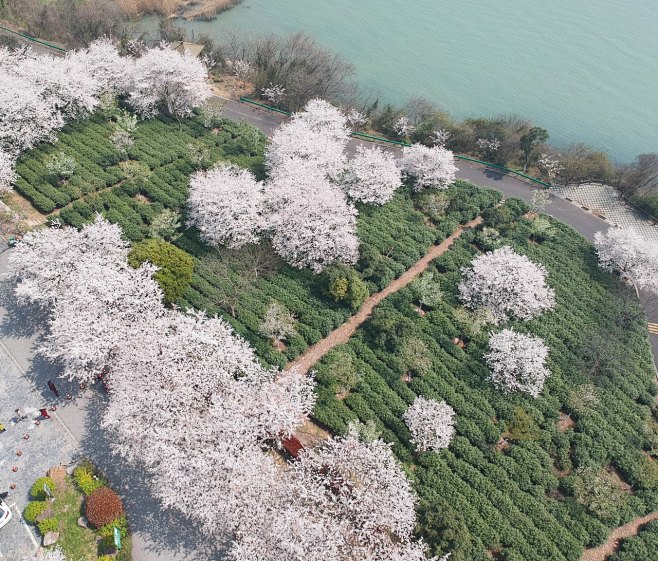 樱花林的 搜索结果_360图片