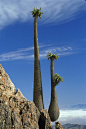 Halfmens trees in the Richtersveld National Park, Northern Cape, South Africa.: 