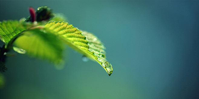 Drop and Green Twitt...