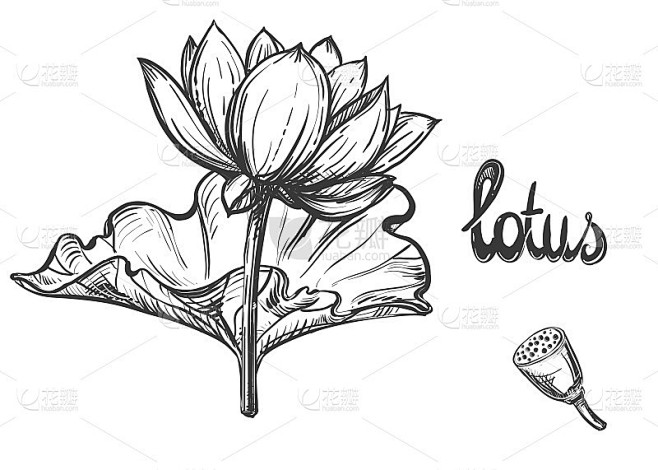 手绘黑白荷花素描，花瓣，叶子。矢量插图。...