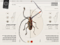 Insect Definer : Interactive insect field guide-Content application for ipad, which allows digital text reading - a transformation from the printed content to digital media. The app will allow exploring and experiencing the world of insects in a new inter