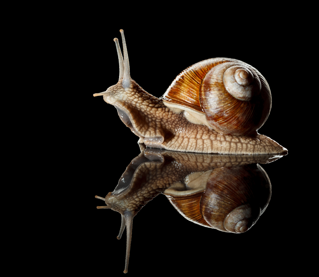 0af387f0382797f11e2b1b3ee2ec46e7f37598ef4efd8-StWSDi