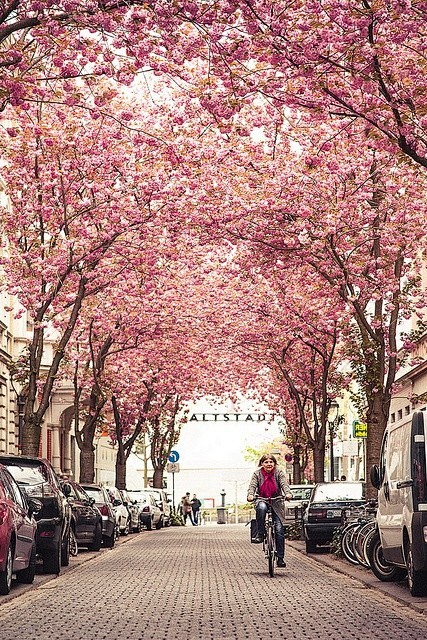 德国波恩，街道上的樱桃树都开花了。即使我...