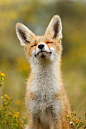 Happy Fox Photograph by Roeselien Raimond