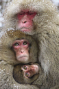 三口之家（日本猕猴），摄影： Masashi Mochida ​​​​