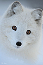 Arctic Fox. | Wildlife