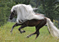 Brown_Horse_With_White_Mane___Tail__and_feet_