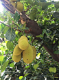 孟加拉水果种类也很丰富，芒果、树菠萝、椰子、柠檬、木瓜、石榴，还有许多叫不出名字的季节性水果，都非常便宜。