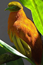 Fijian Orange Dove