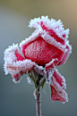 霜雪玫瑰~