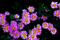 菊花
500px上的爱奇花 _植物采下来 #率叶插件，让花瓣网更好用#