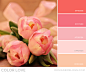 Color Love | Tulip Pink - Designer Blogs