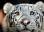 “snow leopard blue eyed cubs”的图片搜索结果
