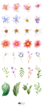 FLORAL-FIELD手绘树叶鲜花元素02_PNG：