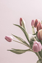 Group of vintage tulips by Christina Rahm