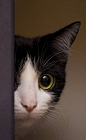 猫眼,好奇,黑白猫,脸部特写 #喵星人#