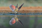 灰额主红雀 Cardinalis sinuatus 雀形目 美洲雀科 主红雀属
Pyrrhuloxia by Supreet Sahoo on 500px
