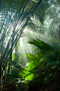 Rainforest - hike in rainforest
