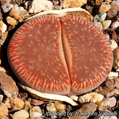 Eway元吉采集到生石花Lithops