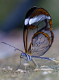 Glasswinged butterfly