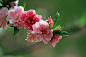 春天的桃花依旧发 - 动物与植物 - 滨州市摄影家协会
