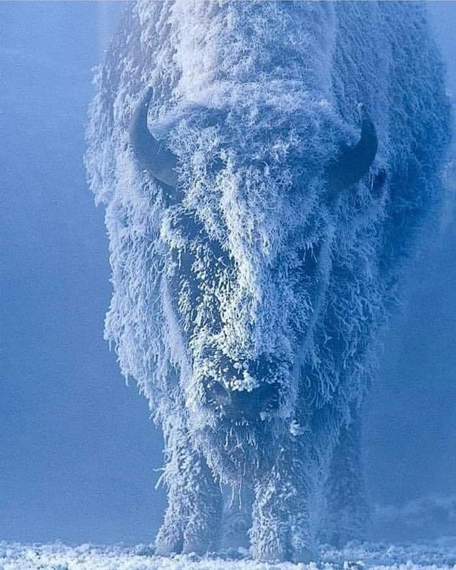 “american bison fros...