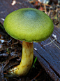 Green skinhead. Dermocybe austroveneta, Tasmania