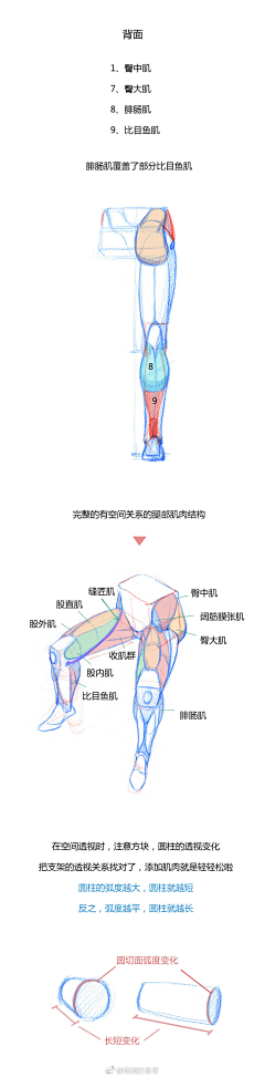 妖是什么妖采集到艺用人体结构