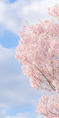 春暖花开 奔你而来

-
#樱花季# ｜#随手拍身边的春天#｜ #摄影# 2日本 ​​​​