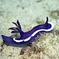 Nudibranch underwater V by MotHaiBaPhoto on deviantART