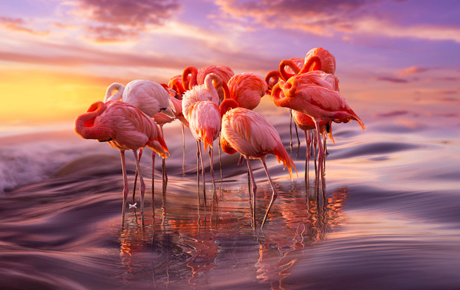 火烈鸟
Flamingos by Adr...