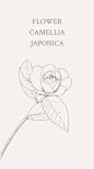 茶花（学名：Camellia sp.）又名山茶花，是山茶科、山茶属多种植物和园艺品种的通称。花语：谦逊之美德