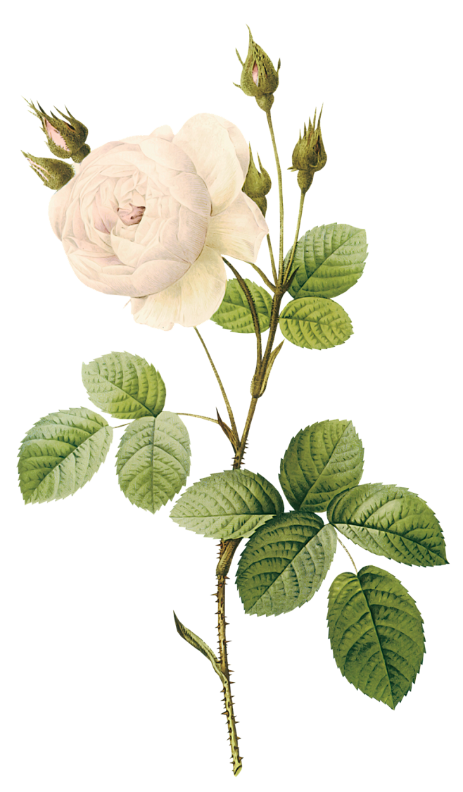 White rose PNG image...