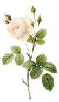 White rose PNG image, flower white rose PNG picture