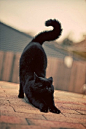 我属猫。腹黑星座。机车血型。炭烧风格。 #喵星人# #黑猫#